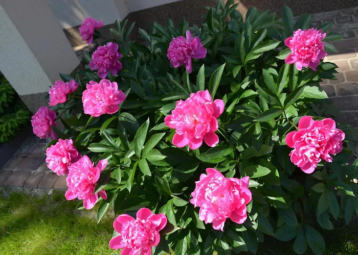 Na Kamiennej Alloggio in famiglia *